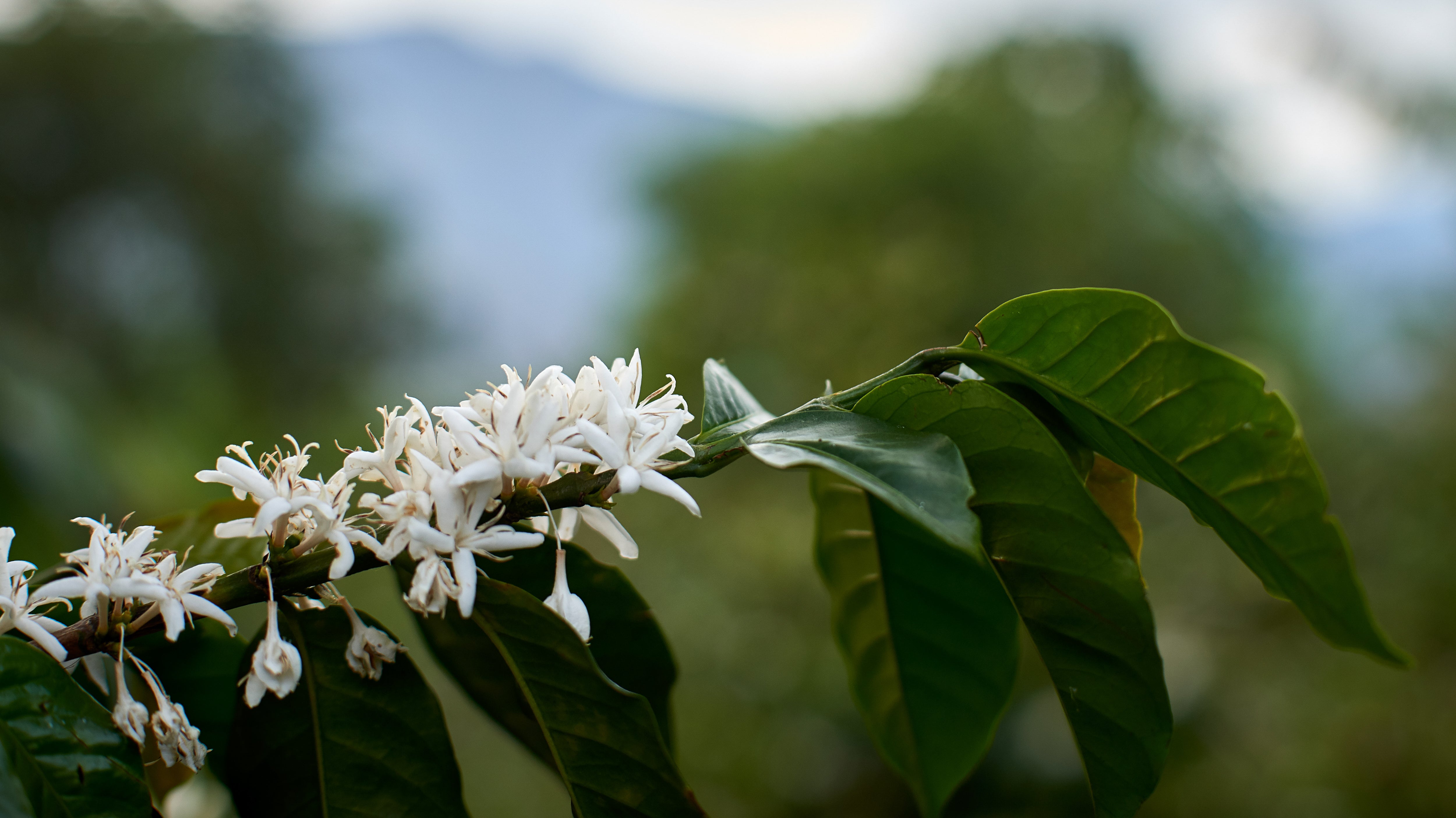 Stories Behind Colombia's Best Cup