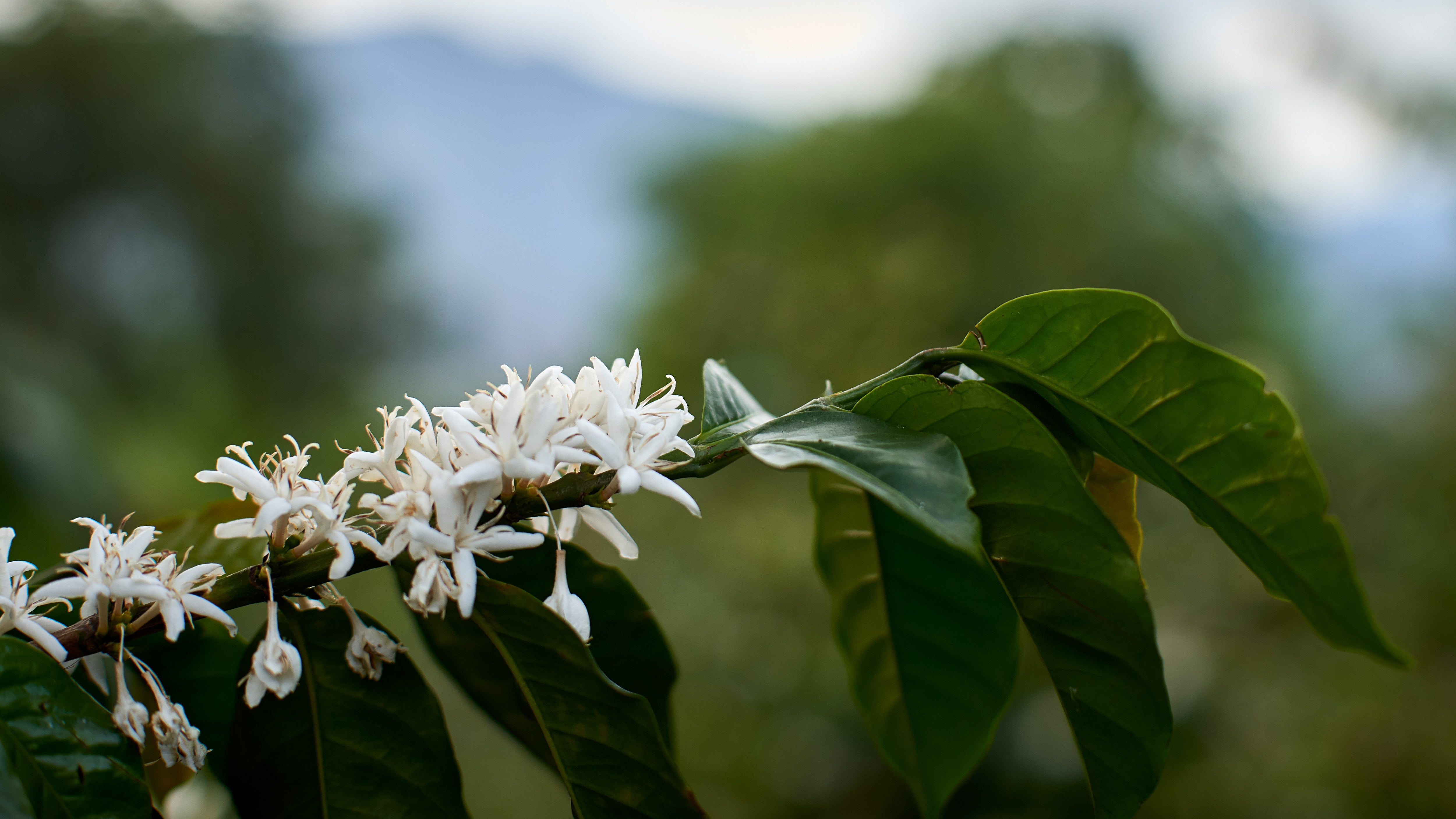 Stories Behind Colombia's Best Cup